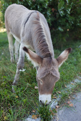 Naklejka na ściany i meble Cute donkey at natural park,enjoying nice weather,life is good