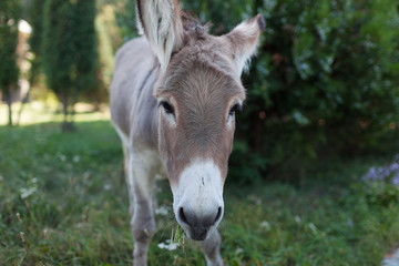 Naklejka na ściany i meble Cute donkey at natural park,enjoying nice weather,life is good