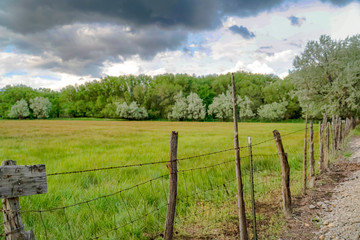 Fototapeta na wymiar Grassy field and lush trees behind wire fence and wood posts lining a road