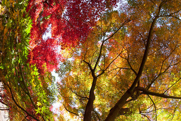 紅葉