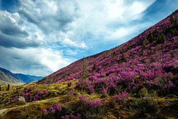 Fototapeta na wymiar Fabulous spring floral landscape, beautiful view with blooming pink rhododendrons on the hillside and fantastic sky. Flowering of maralnik or rosemary in the mountains. Wonderful world of nature.