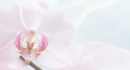 Naklejka na ściany i meble White orchid flower close up. Blur no focus. Horizontal frame. Fresh flowers natural background.