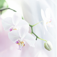 Fototapeta na wymiar White orchid flower close up. Selective focus. Square frame Fresh flowers natural background.