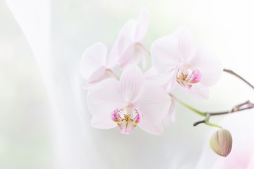 Fototapeta na wymiar White orchid flower close up. Selective focus. Horizontal frame. Fresh flowers natural background.