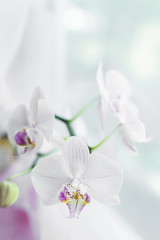 White orchid flower close up. Selective focus. Vertical frame. Fresh flowers natural background.