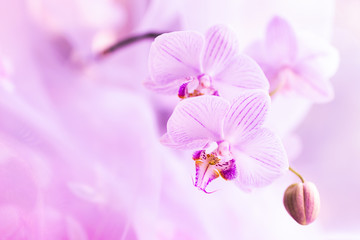 A flower of magnificent pink orchid close up. Selective focus. Horizontal frame. Fresh flowers natural background macro.
