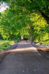 Paved road running under a vibrant green canopy of tree leaves on a sunny day