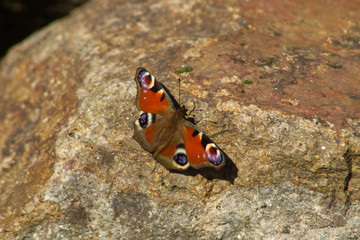 Fototapeta na wymiar Peacock butterfly on a stone