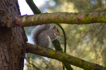 squirrel on tree