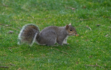 squirrel eating nut