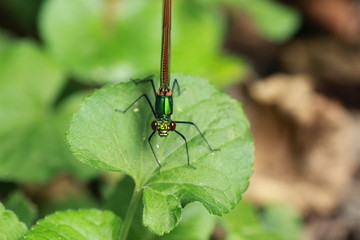 Libellule demoiselle