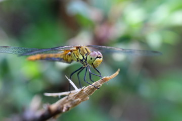 Libellule demoiselle