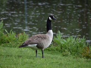Goose chilling near a lake