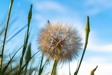 Close up of a white dandelion against green grasses and blurred sky background