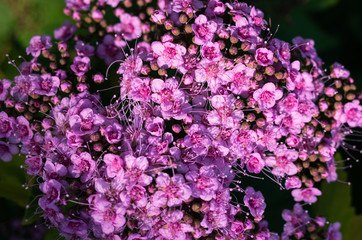 Obraz premium Small pink bush flowers close-up among greenery in contrasting light. Minimalistic concept of summer bloom, romance, for women. Place for text. Creative color processing. View from above.