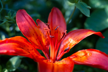 Fototapeta premium Tiger lily flowers close-up among greenery in contrasting light. Minimalistic concept of summer bloom, romance, for women. Place for text. Creative color processing. Bottom view.