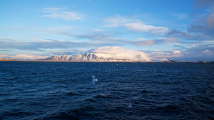 Snowcapped mountain sea view with seagull from Reykjavik harbour in Iceland