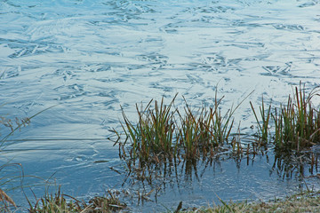 Gräser und Eis am See
