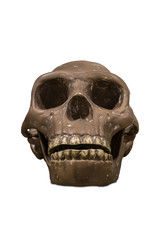 Homo Erectus skull. Isolated