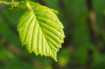 Green Leaf , Clean Energy Concept, Nature, Fresh.