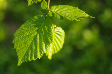 Green Leaf , Clean Energy Concept, Nature, Fresh.