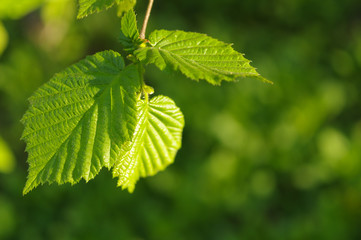 Green Leaf , Clean Energy Concept, Nature, Fresh.