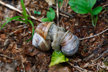 Lumaca chiocciola accoppiamento