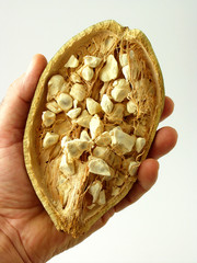 Fruto del Baobab