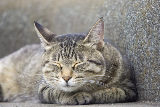 どら猫 の画像 9 308 件の Stock 写真 ベクターおよびビデオ Adobe Stock