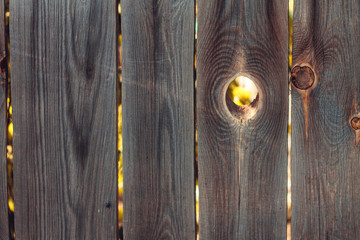 beautiful smooth fence with a hole in it, through which you can see the foliage of trees