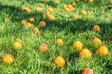 Ripe tasty sweet juicy fallen apricots lying in green grass lawn in fruit garden at backyard due to strong wind weather. Summer fruit vitamins