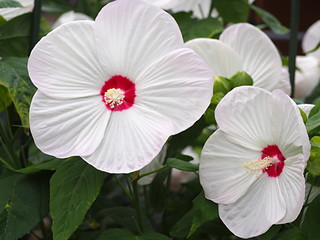 白いアメリカフヨウの花