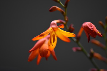 orange flower