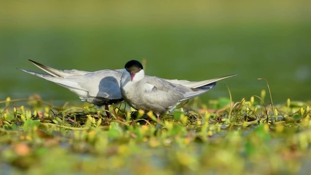 Whiskered tern on a nest with chicks