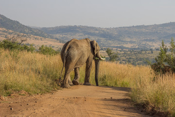 African Elephant