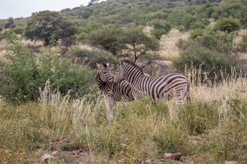 Fototapeta na wymiar burchels Zebra