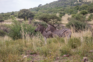 Fototapeta na wymiar Burchels zebra in pilanesberg National Park