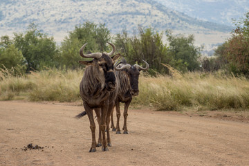 Blue wildebeest standing on road