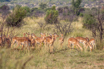 Naklejka na ściany i meble Impala antelope herd