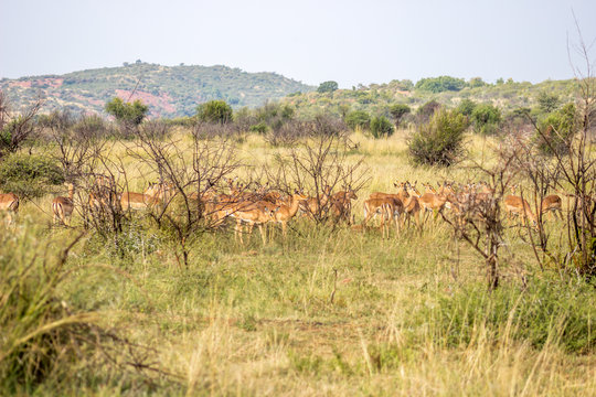 Impala antelope herd