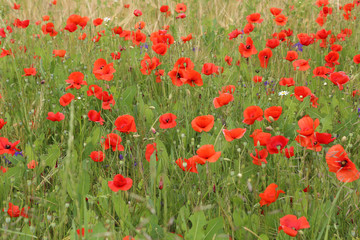 Fototapeta na wymiar Red poppies in a field in early summer