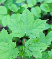 A close view on the bright green maple leaf on the branch.