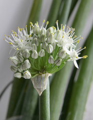 Fototapeta premium white small flowers of onion vegetable close up