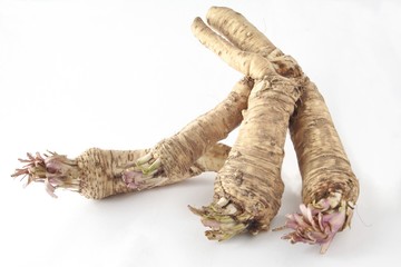 roots of wild plant horseradish as spicy vegetable
