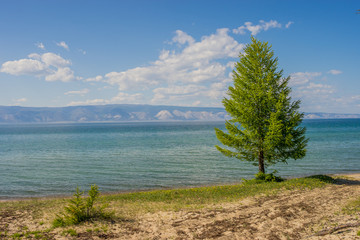 Fototapeta na wymiar tree on sand on background of lake Baikal