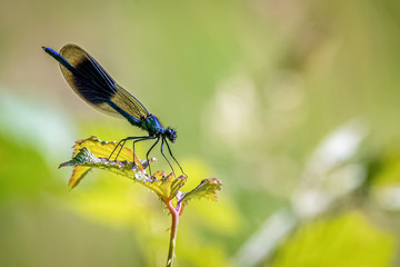 damselfly