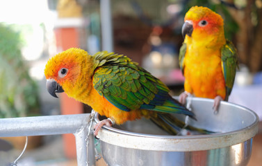 Two colourful parrots (sun conure) perching on metal bowl and waiting for bird's food concept