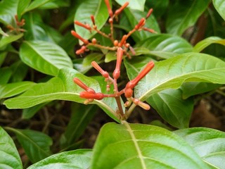 A picture of green leaf's in garden