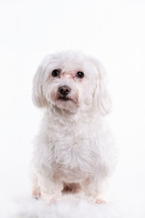 Portrait of a Maltese dog sitting on a chair against a white background