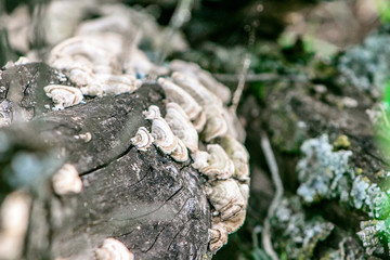 Moss and fungus on an old tree trunk